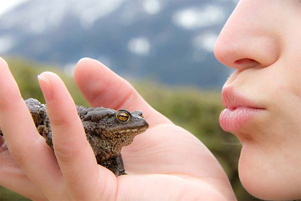 До чого сниться жаба жінці чи чоловікові — 50 тлумачень із різних сонників.