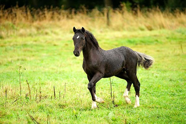 До чого сниться лоша жінці чи чоловікові — 35 тлумачень із різних сонників.
