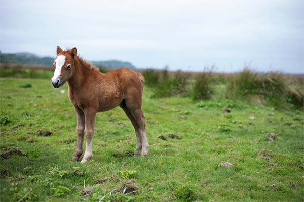 До чого сниться лоша жінці чи чоловікові — 35 тлумачень із різних сонників.