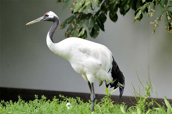 До чого сниться журавель жінці чи чоловікові — 50 тлумачень із різних сонників.