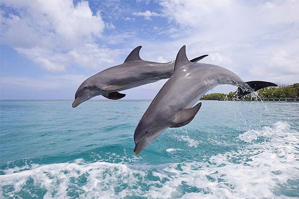 До чого сняться дельфіни жінці чи чоловікові - 65 тлумачень із різних сонників.