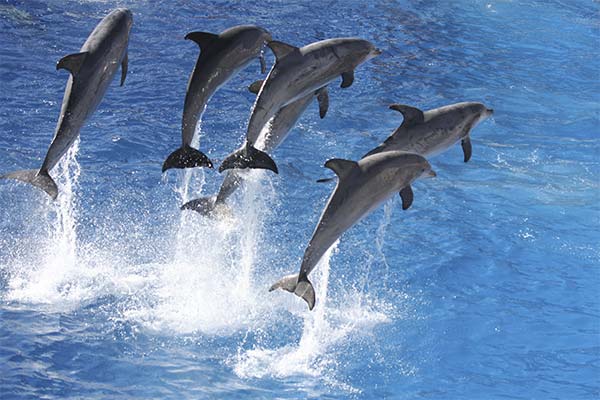 До чого сняться дельфіни жінці чи чоловікові - 65 тлумачень із різних сонників.