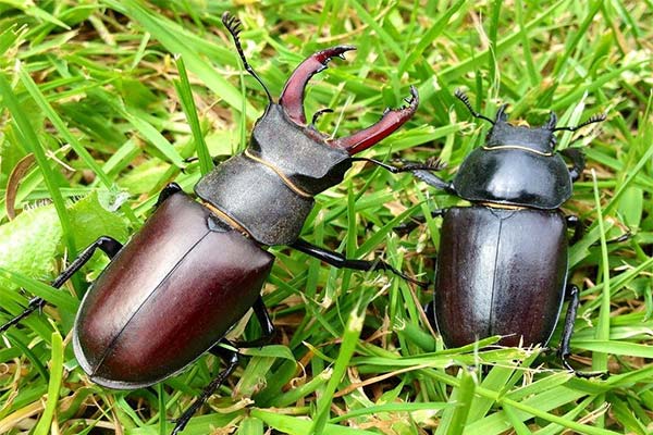 До чого сняться жуки жінці чи чоловікові — 60 тлумачень із різних сонників.