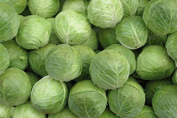 До чого сниться капуста жінці чи чоловікові — 69 тлумачень із різних сонників.