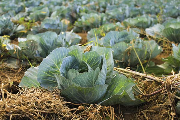 До чого сниться капуста жінці чи чоловікові — 69 тлумачень із різних сонників.