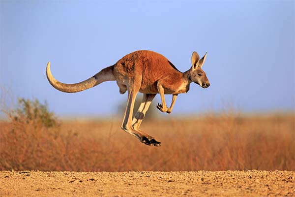 До чого сниться кенгуру жінці чи чоловікові — 40 тлумачень із різних сонників.