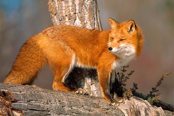 До чого сниться лисиця жінці чи чоловікові — 57 тлумачень із різних сонників.