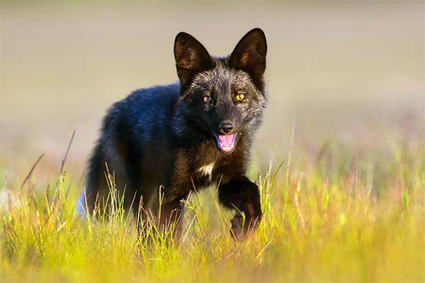 До чого сниться лисиця жінці чи чоловікові — 57 тлумачень із різних сонників.