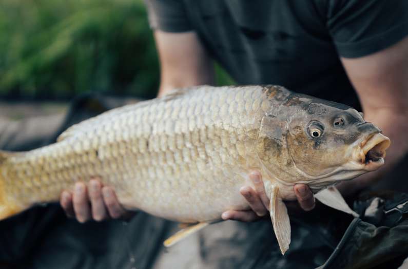 До чого сниться ловити рибу чоловікові: руками, вудкою, сіткою