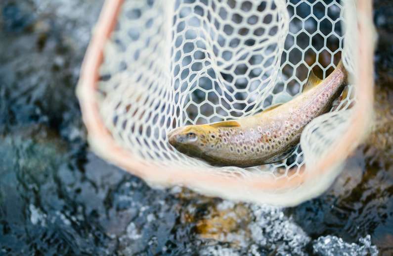 До чого сниться ловити рибу чоловікові: руками, вудкою, сіткою