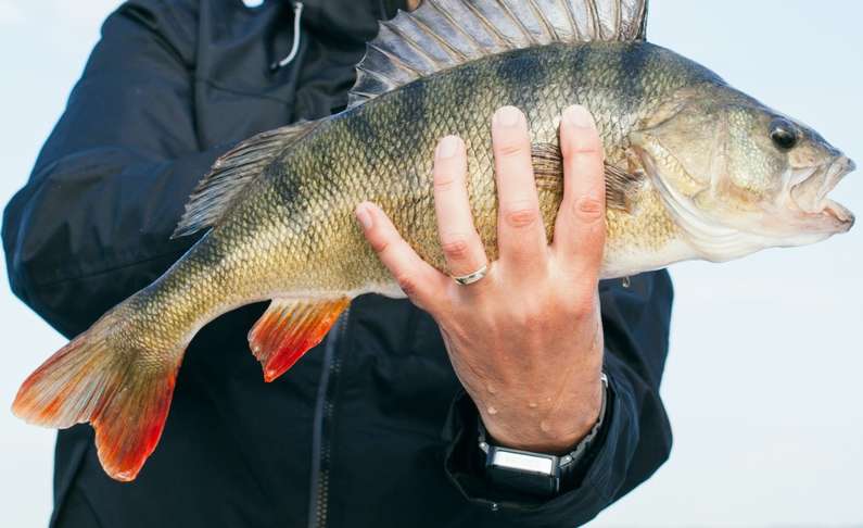 До чого сниться ловити рибу чоловікові: руками, вудкою, сіткою
