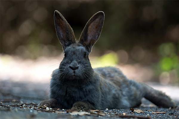 До чого сниться заєць жінці чи чоловікові — 50 тлумачень із різних сонників.