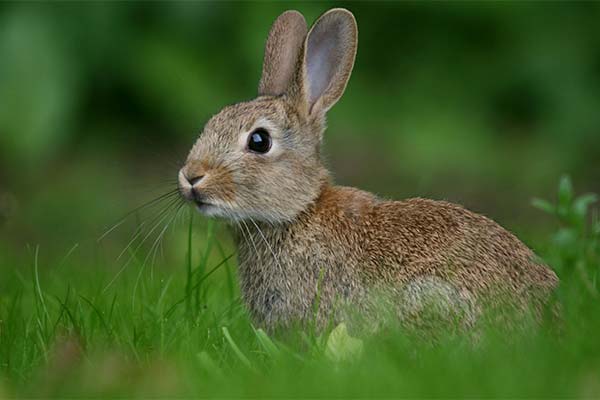 До чого сниться заєць жінці чи чоловікові — 50 тлумачень із різних сонників.