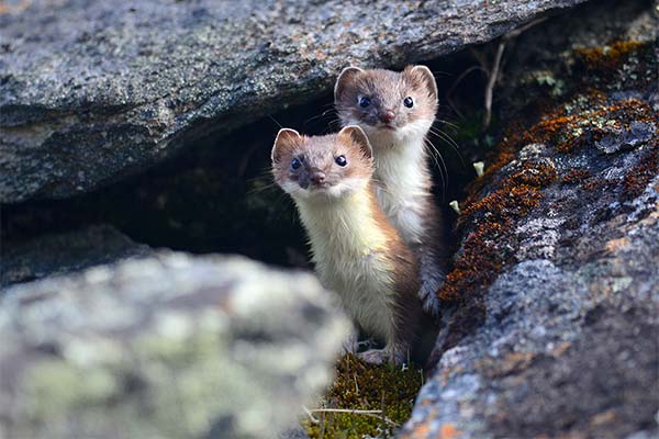 До чого сниться тваринна ласка — 47 тлумачень із різних сонників.