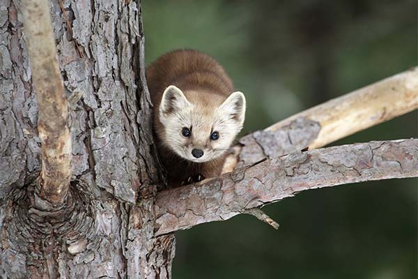 До чого сниться тваринна ласка — 47 тлумачень із різних сонників.