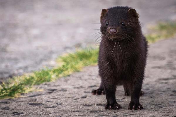 До чого сниться тваринна ласка — 47 тлумачень із різних сонників.