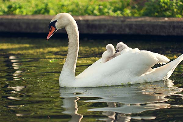 До чого сняться лебеді жінці чи чоловікові — 57 тлумачень із різних сонників.