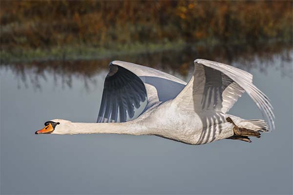До чого сняться лебеді жінці чи чоловікові — 57 тлумачень із різних сонників.