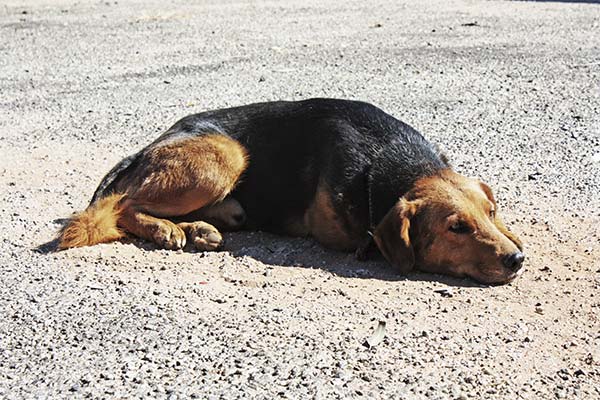 До чого сниться знайти собаку жінці чи чоловікові — 27 тлумачень із різних сонників.