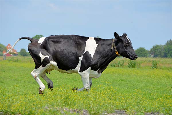 До чого сниться напад корови — 40 тлумачень із різних сонників.