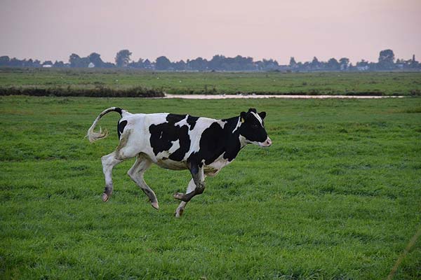 До чого сниться напад корови — 40 тлумачень із різних сонників.