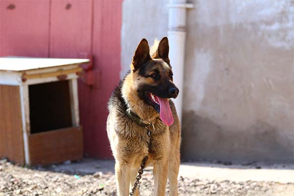 До чого сниться німецька вівчарка жінці чи чоловікові — 50 тлумачень із різних сонників.