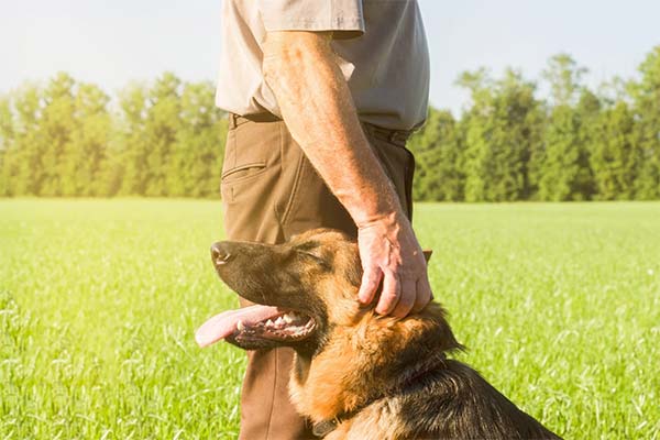 До чого сниться німецька вівчарка жінці чи чоловікові — 50 тлумачень із різних сонників.