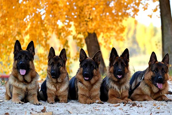 До чого сниться німецька вівчарка жінці чи чоловікові — 50 тлумачень із різних сонників.