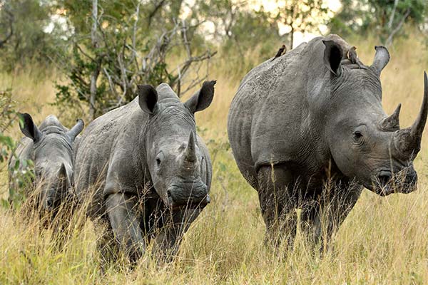 До чого сниться носоріг жінці чи чоловікові — 39 тлумачень із різних сонників.