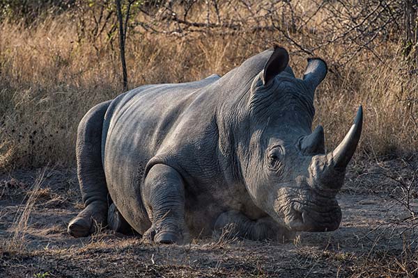 До чого сниться носоріг жінці чи чоловікові — 39 тлумачень із різних сонників.