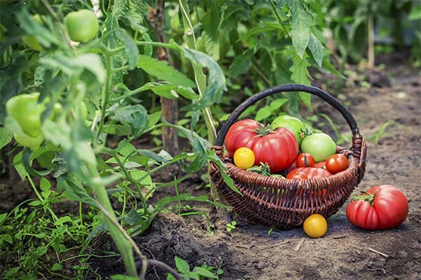 До чого сниться город жінці чи чоловікові — 89 тлумачень із різних сонників.