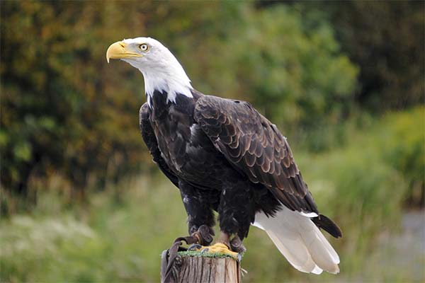 До чого сниться орел жінці чи чоловікові — 70 тлумачень із різних сонників.