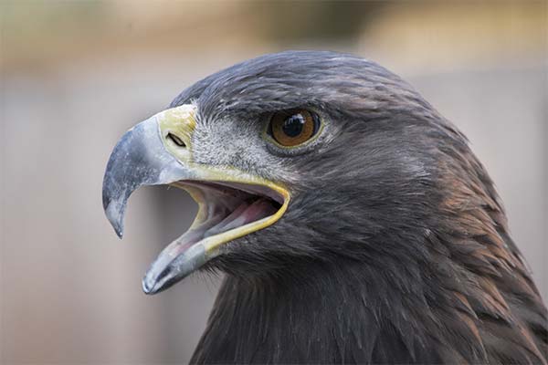 До чого сниться орел жінці чи чоловікові — 70 тлумачень із різних сонників.