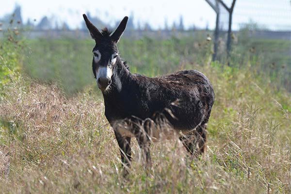 До чого сниться осел жінці чи чоловікові — 56 тлумачень із різних сонників.