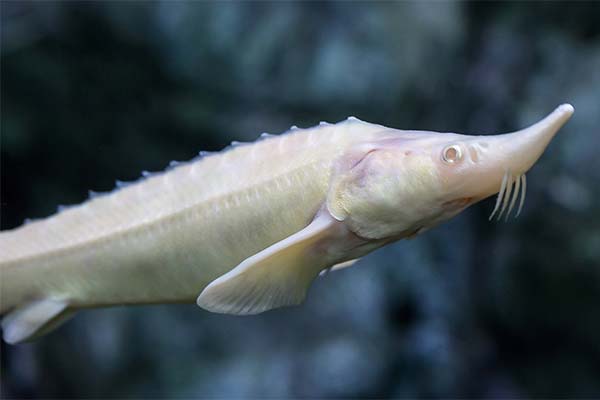 До чого сниться осетр жінці чи чоловікові — 49 тлумачень із різних сонників.