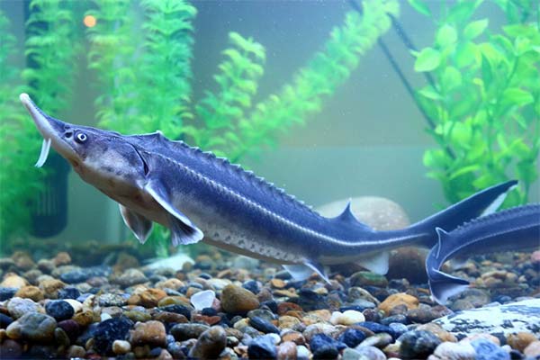 До чого сниться осетр жінці чи чоловікові — 49 тлумачень із різних сонників.