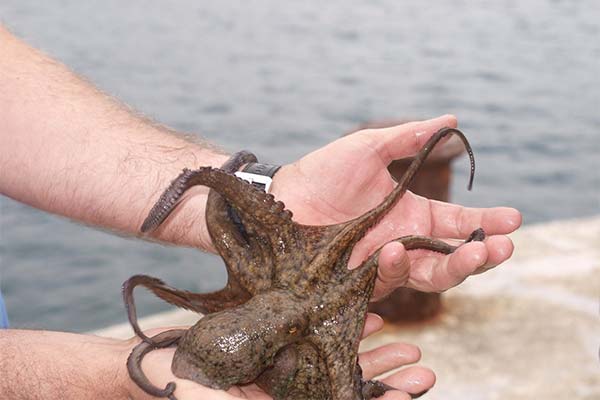 До чого сниться восьминіг жінці чи чоловікові — 47 тлумачень із різних сонників.