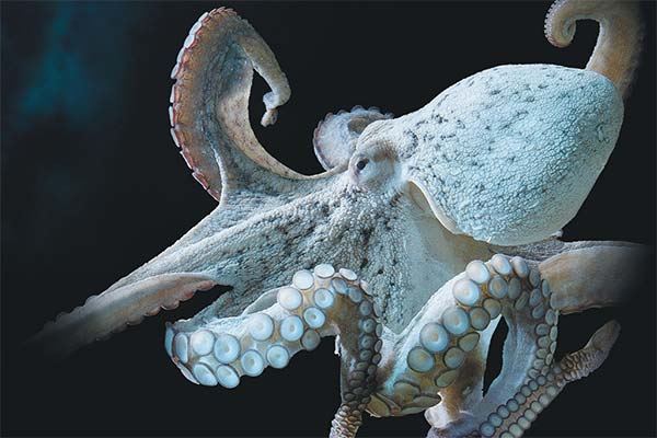 До чого сниться восьминіг жінці чи чоловікові — 47 тлумачень із різних сонників.