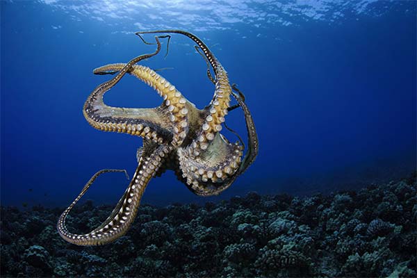 До чого сниться восьминіг жінці чи чоловікові — 47 тлумачень із різних сонників.