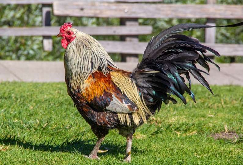 До чого сниться півень уві сні жінці?