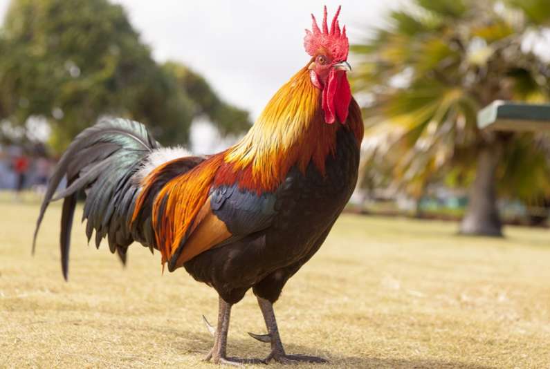 До чого сниться півень уві сні жінці?