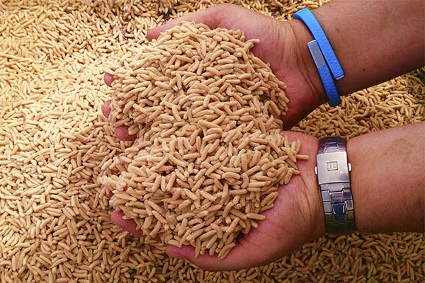 До чого сняться опариші жінці чи чоловікові — 47 тлумачень із різних сонників.