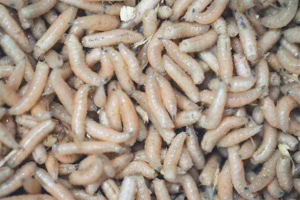 До чого сняться опариші жінці чи чоловікові — 47 тлумачень із різних сонників.