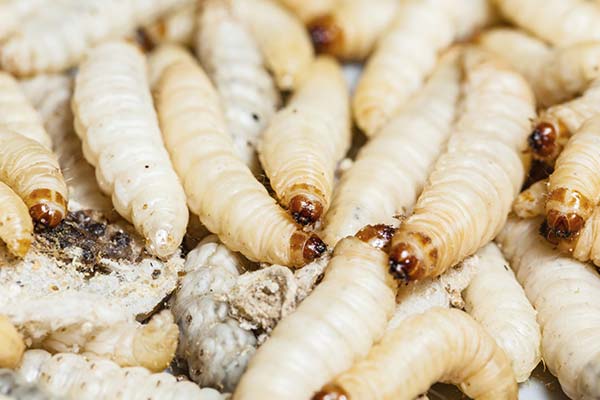 До чого сняться опариші жінці чи чоловікові — 47 тлумачень із різних сонників.