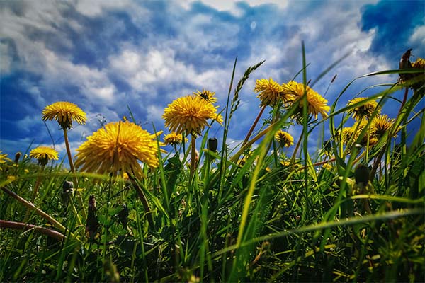 До чого сняться жовті або білі кульбаби — 46 тлумачень із різних сонників.