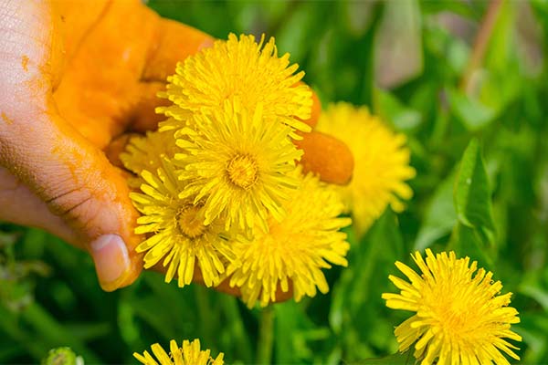 До чого сняться жовті або білі кульбаби — 46 тлумачень із різних сонників.