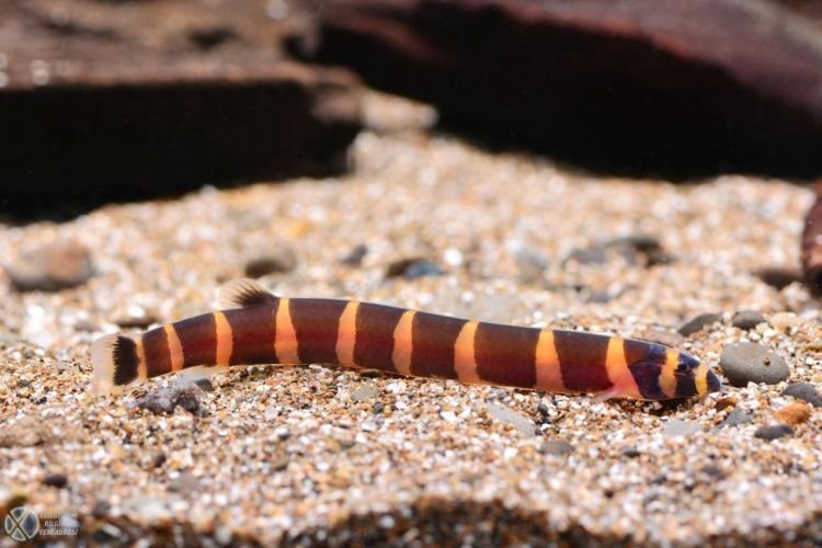 Популярні види акваріумних рибок - фото, назви та описи