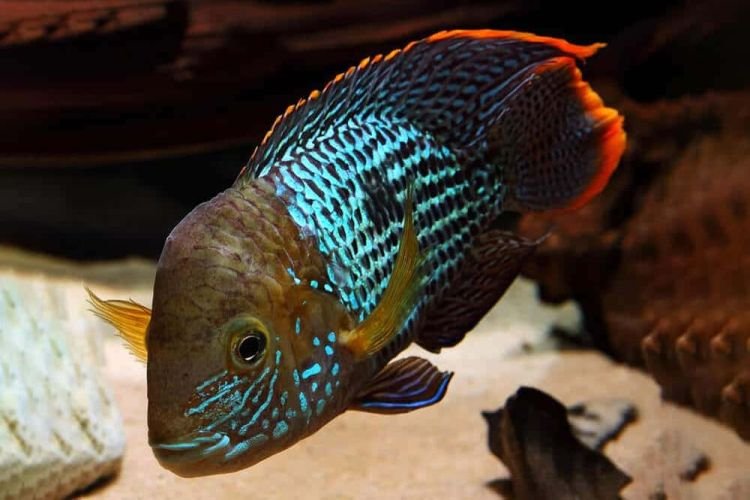 Популярні види акваріумних рибок - фото, назви та описи
