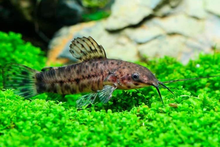 Популярні види акваріумних рибок - фото, назви та описи