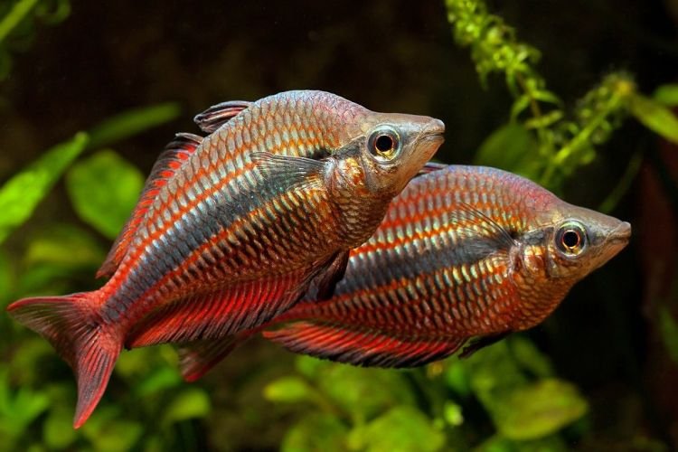 Популярні види акваріумних рибок - фото, назви та описи